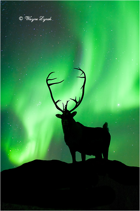Caribou Bull & the Northern Lights 102 by Dr. Wayne Lynch &copy;